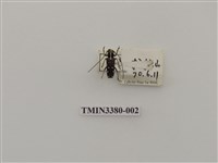 藏品(台灣褐肩白星天牛)的圖片